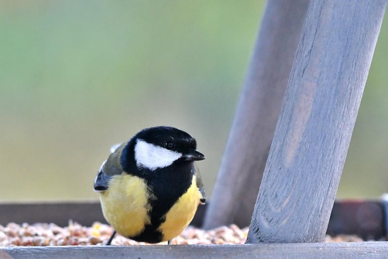 DIY Bird Feeder